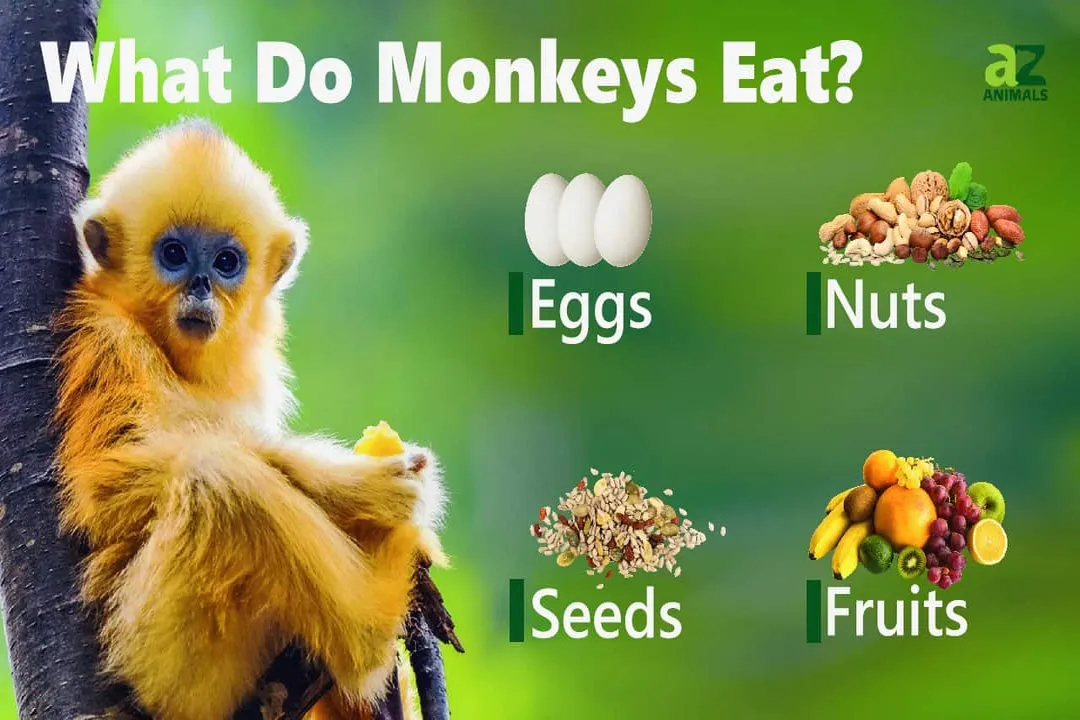 What is the main diet of a monkey?, Protein Acquisition