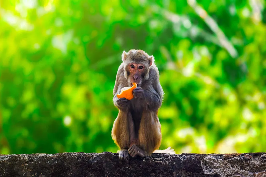 What is the main diet of a monkey?