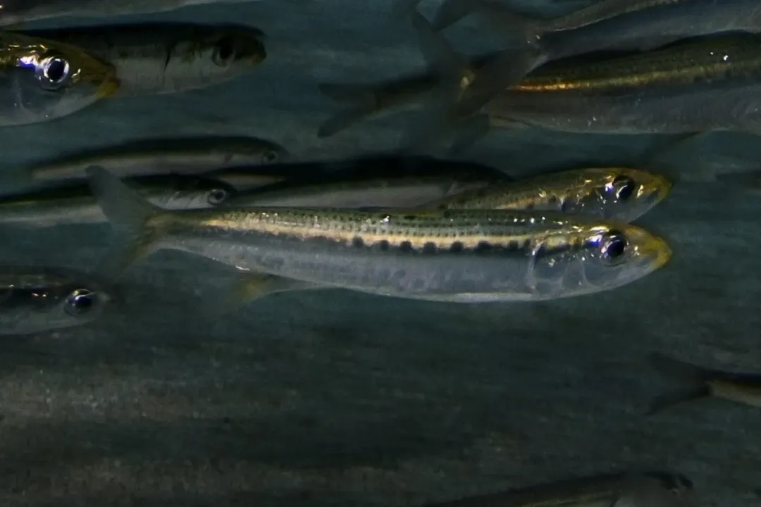 What is the main diet of penguins?