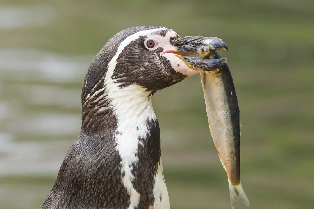 What is the main diet of penguins?, Foraging Depths