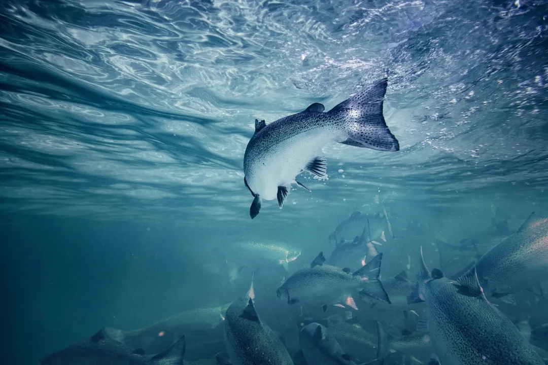 What is the main diet of salmon?