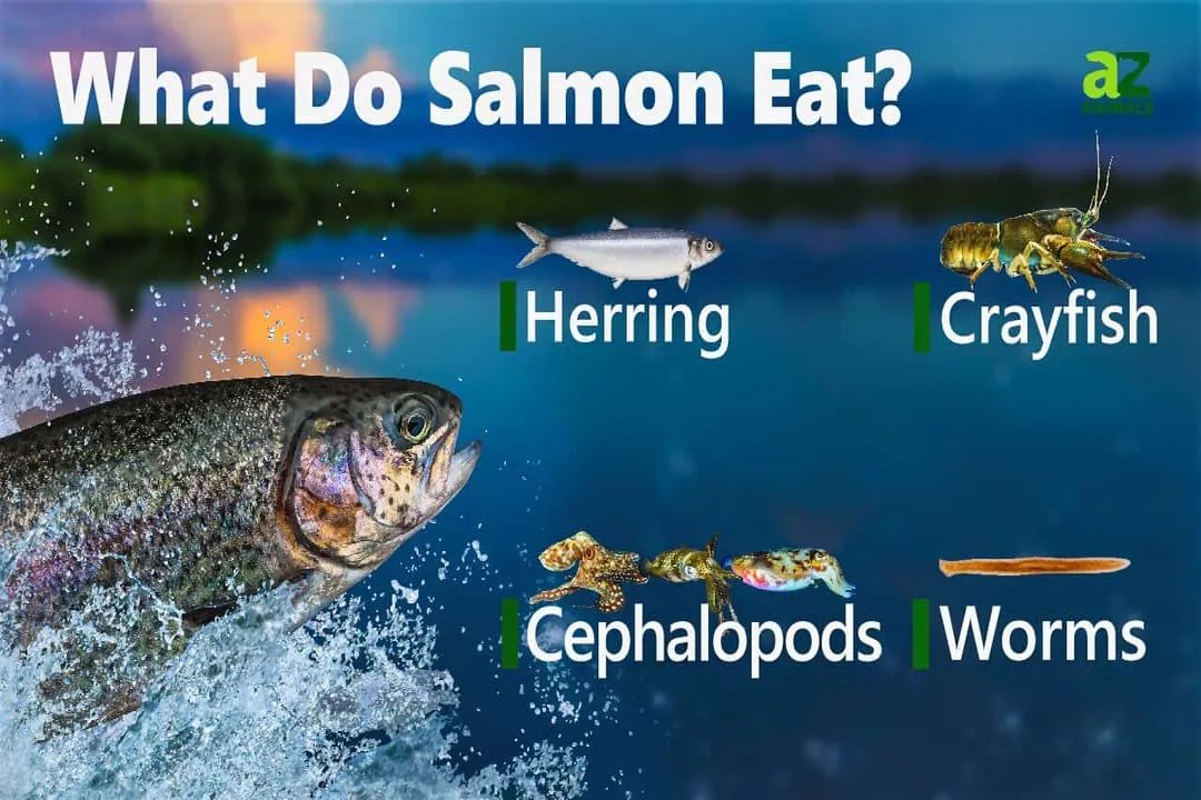 What is the main diet of salmon?, Life Stages