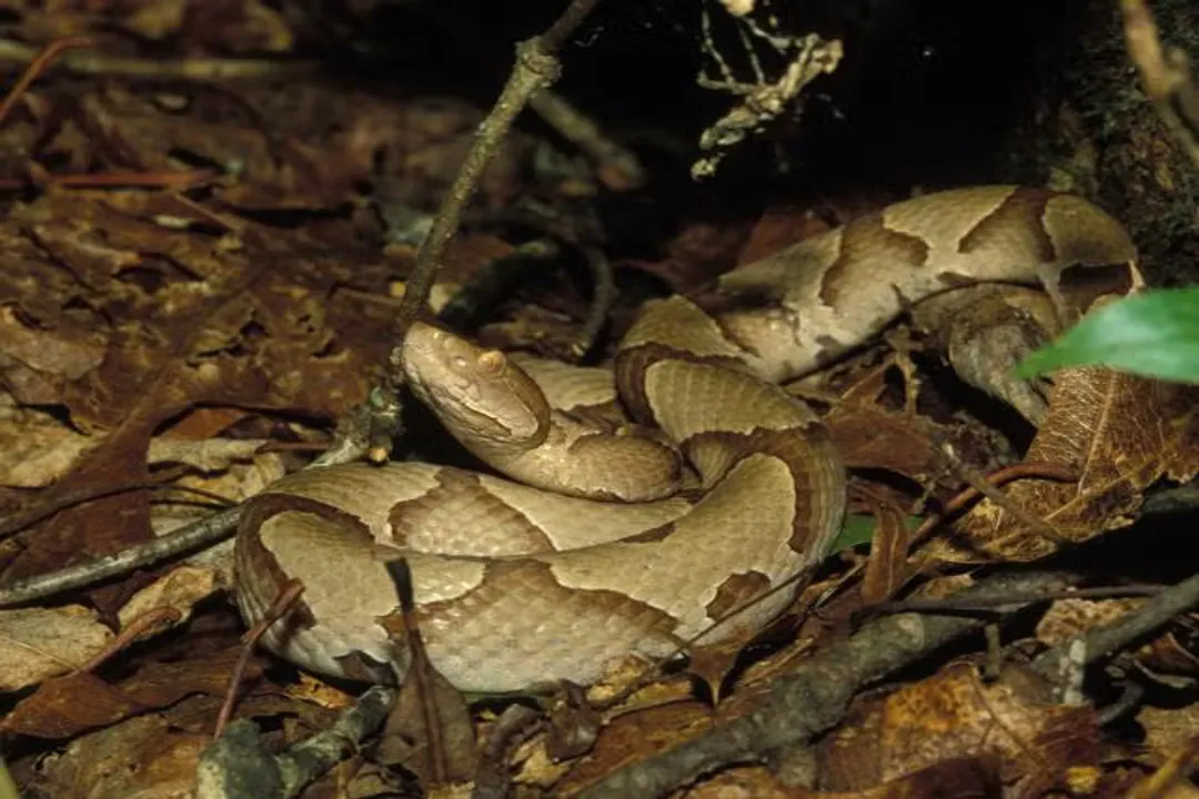 What is the main food source for copperhead?
