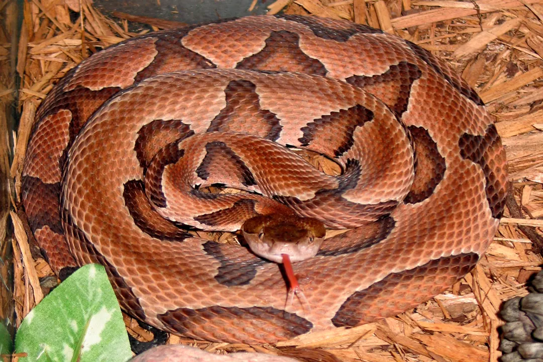 What is the main food source for copperhead?, Age Dietary Shift