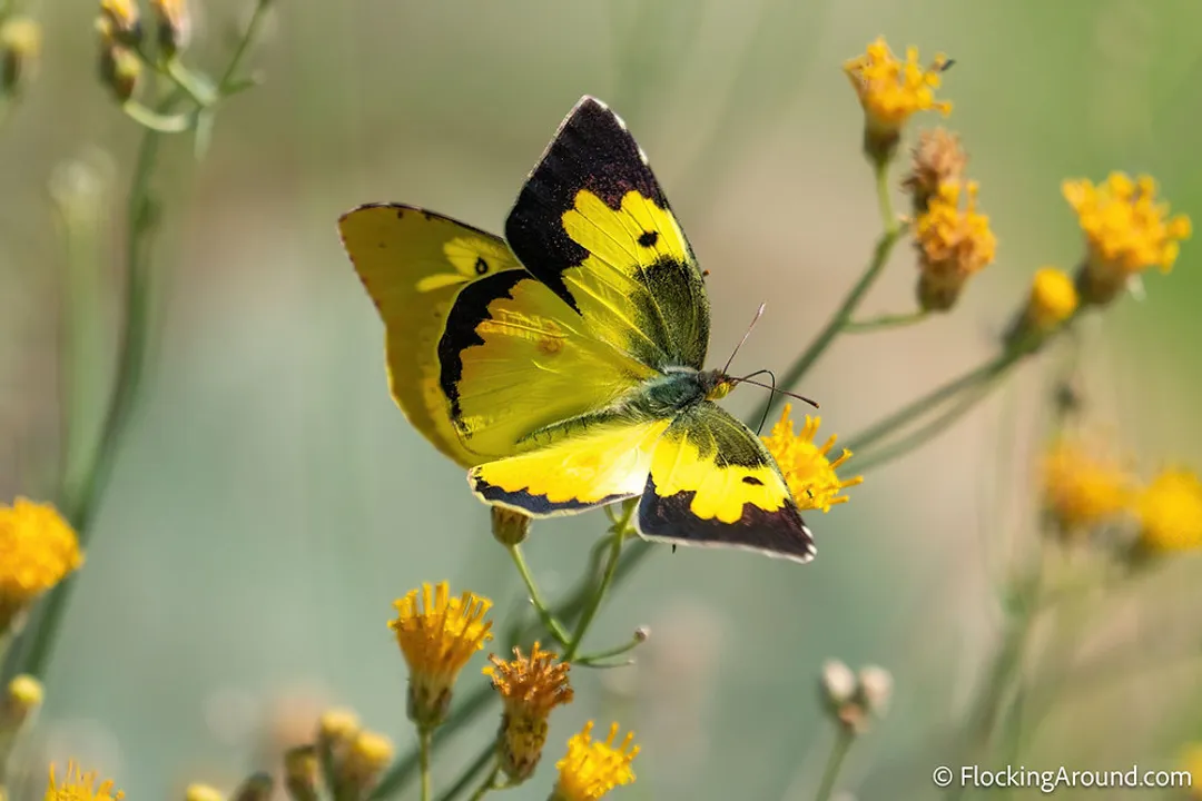 What is the most amazing fact about the insect?, Ancient Architects