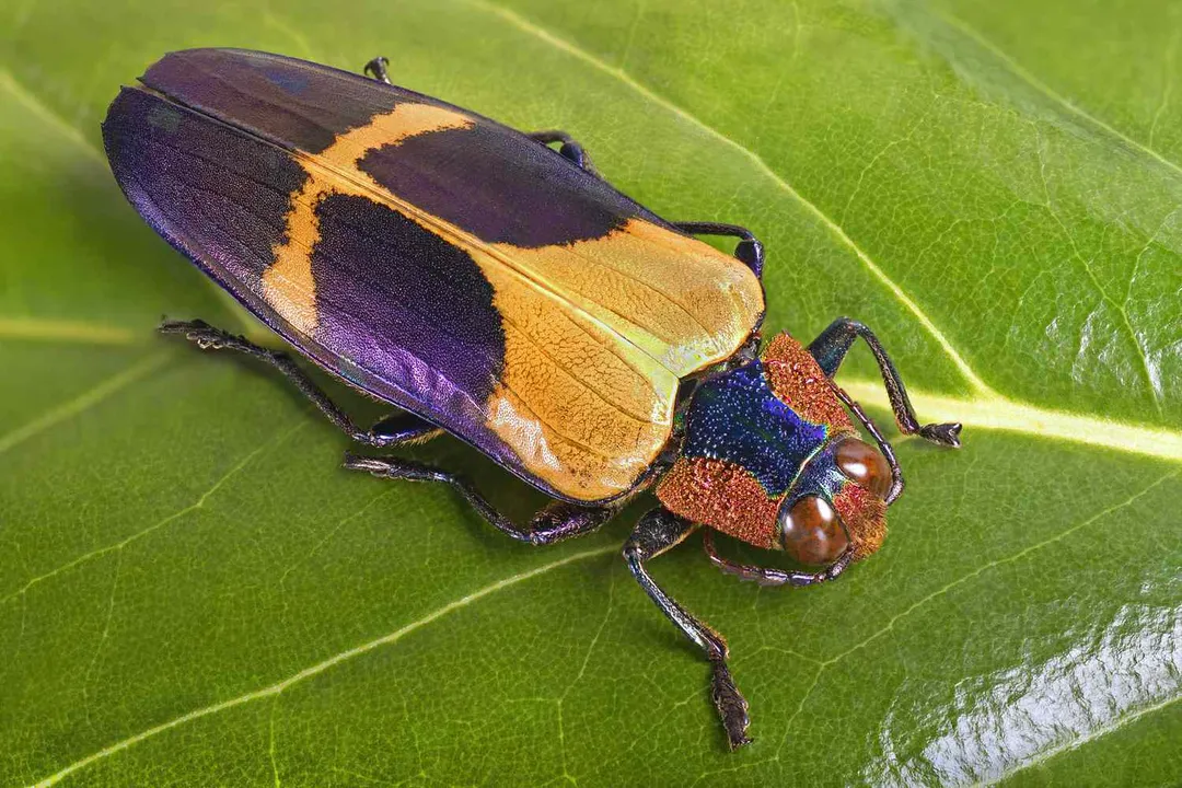 What is the most amazing fact about the insect?, Ecological Success