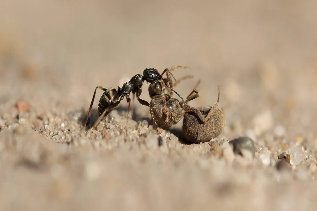 What is the most amazing fact about the insect?