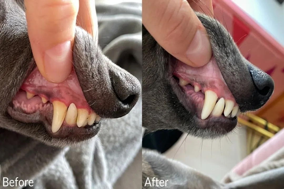 What is the most common cause of death in Italian Greyhounds?, Anesthesia Sensitivity