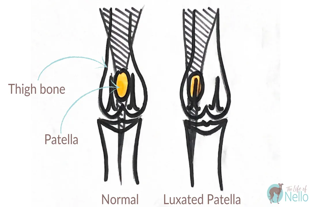 What is the most common cause of death in Italian Greyhounds?
