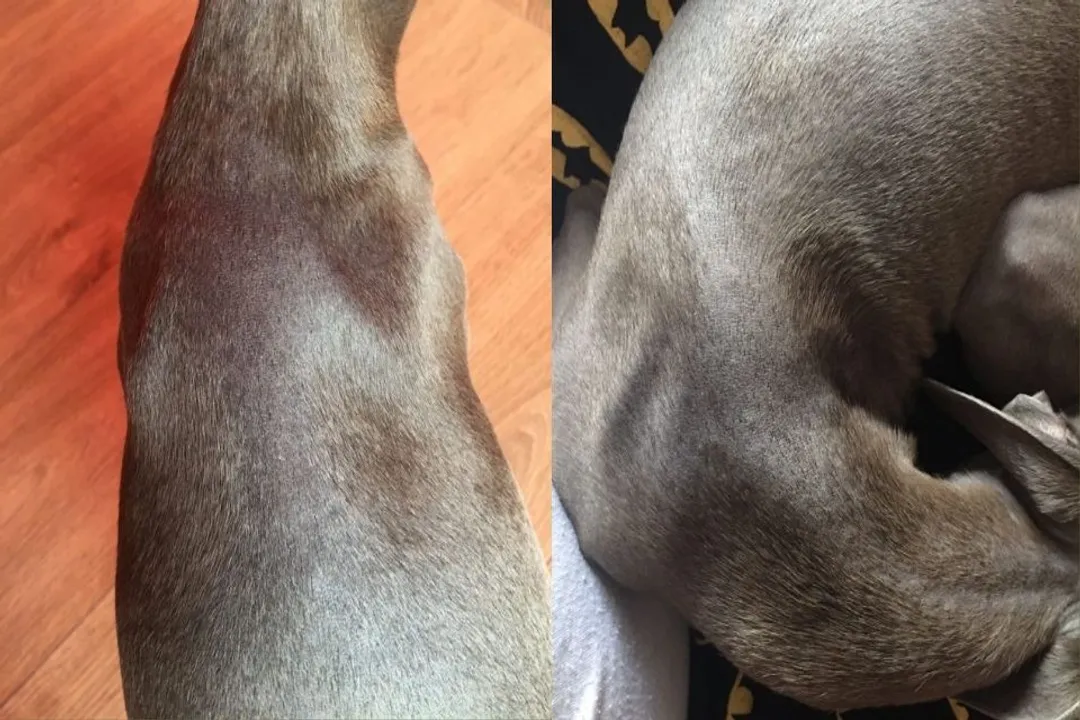 What is the most common cause of death in Italian Greyhounds?, Fragile Frame Risks