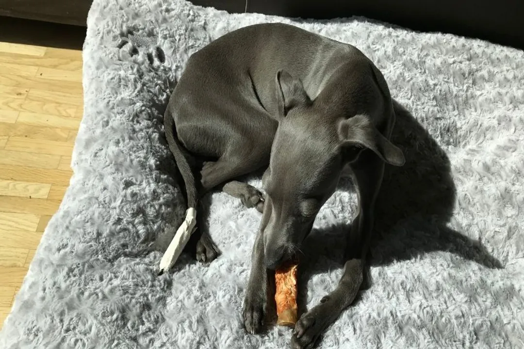 What is the most common cause of death in Italian Greyhounds?, Sudden Fatality