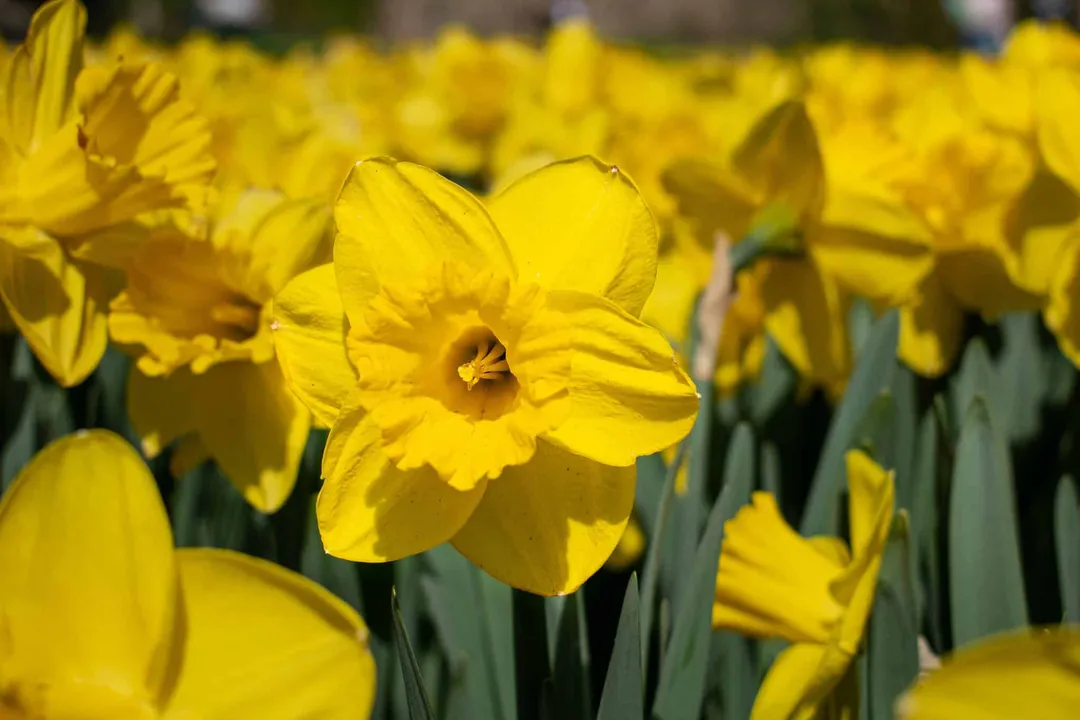 What is the most common daffodil?, Registration Numbers