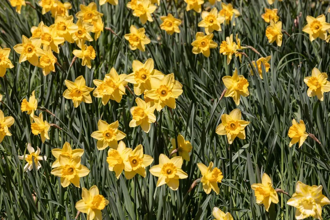 What is the most common daffodil?