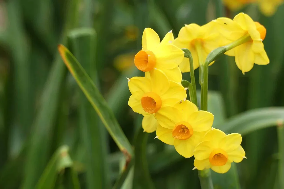 What is the most common daffodil?, Genus Identity