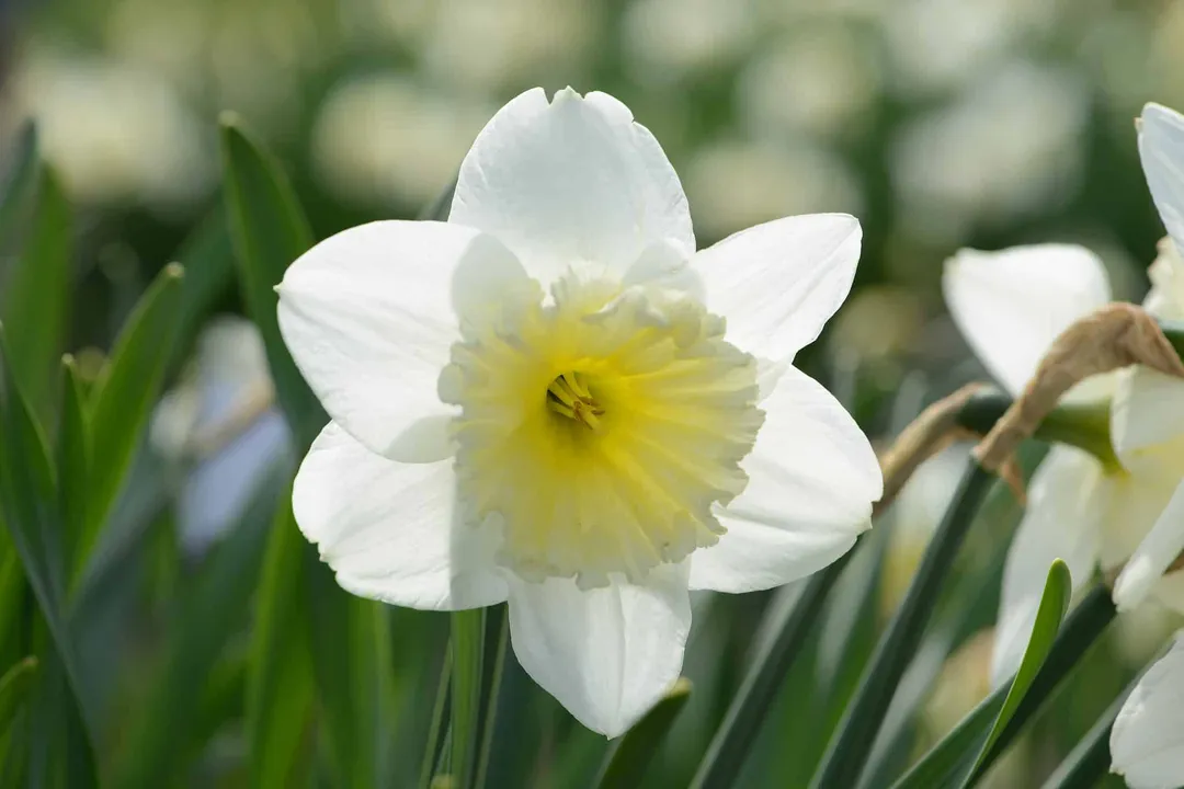 What is the most common daffodil?, Classic Icon