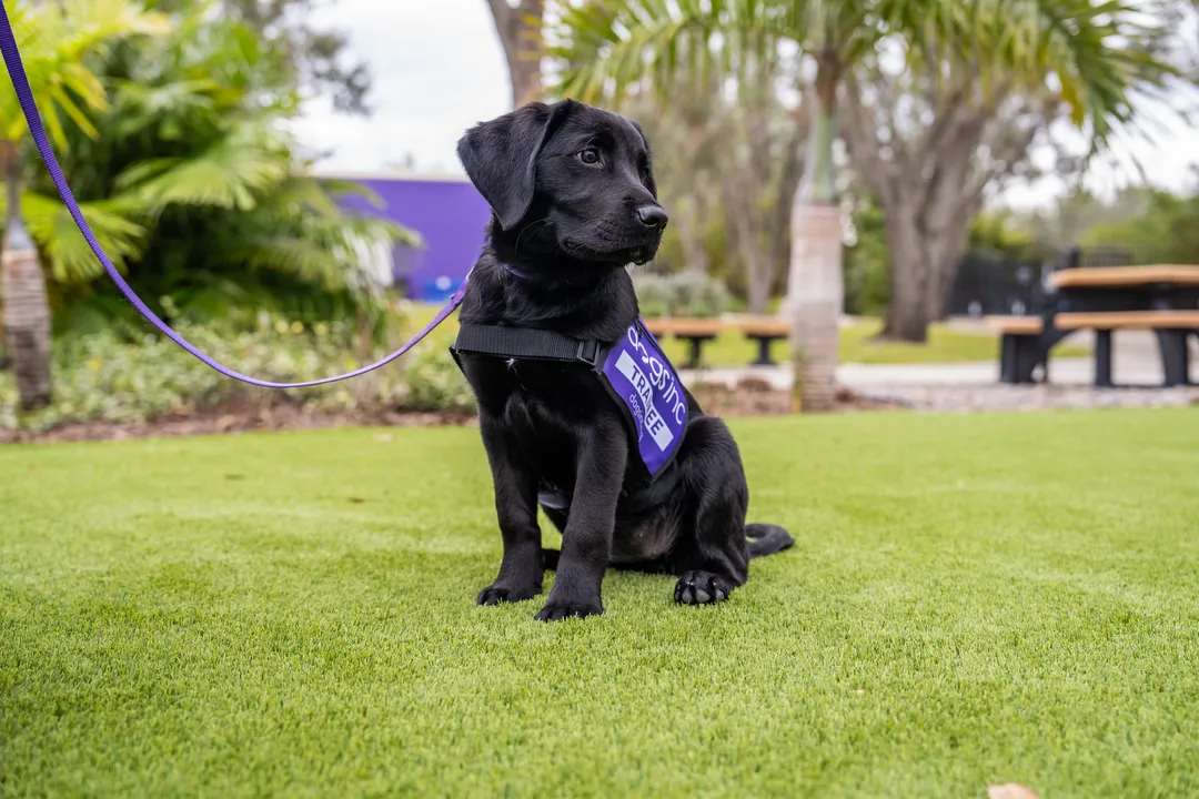 What is the most poisonous plant for a dog?