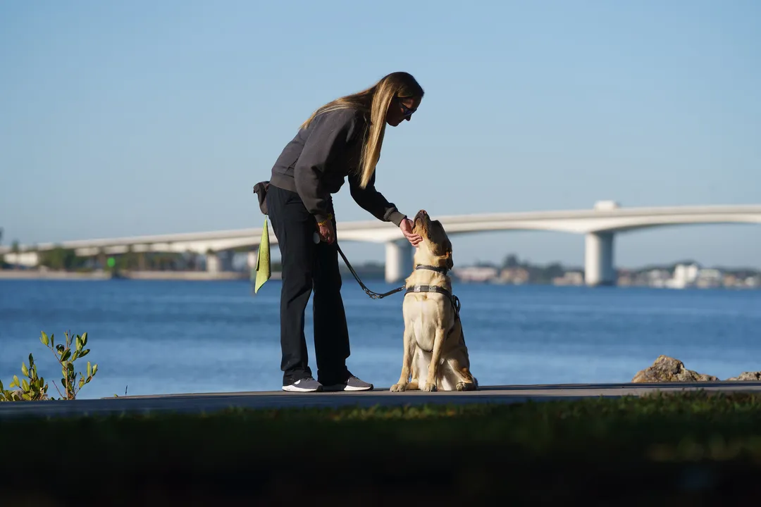 What is the most poisonous plant for a dog?, Common Indoor Hazards