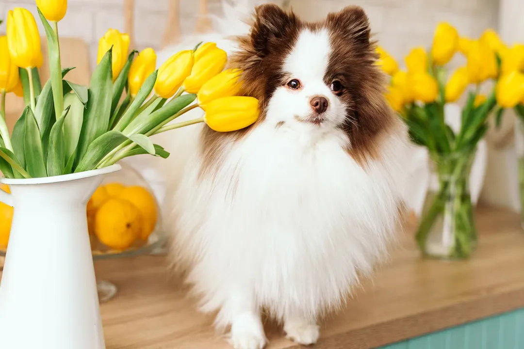 What is the most poisonous plant for a dog?, Top Threats