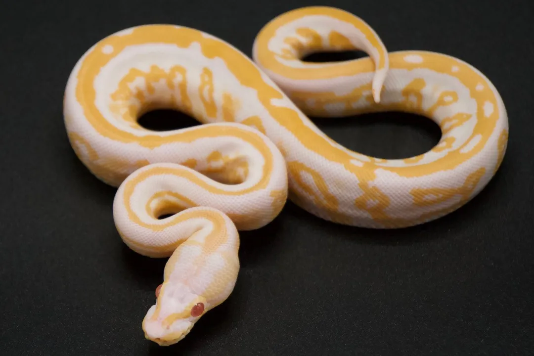 What is the most sought after ball python morph?, Top Contenders
