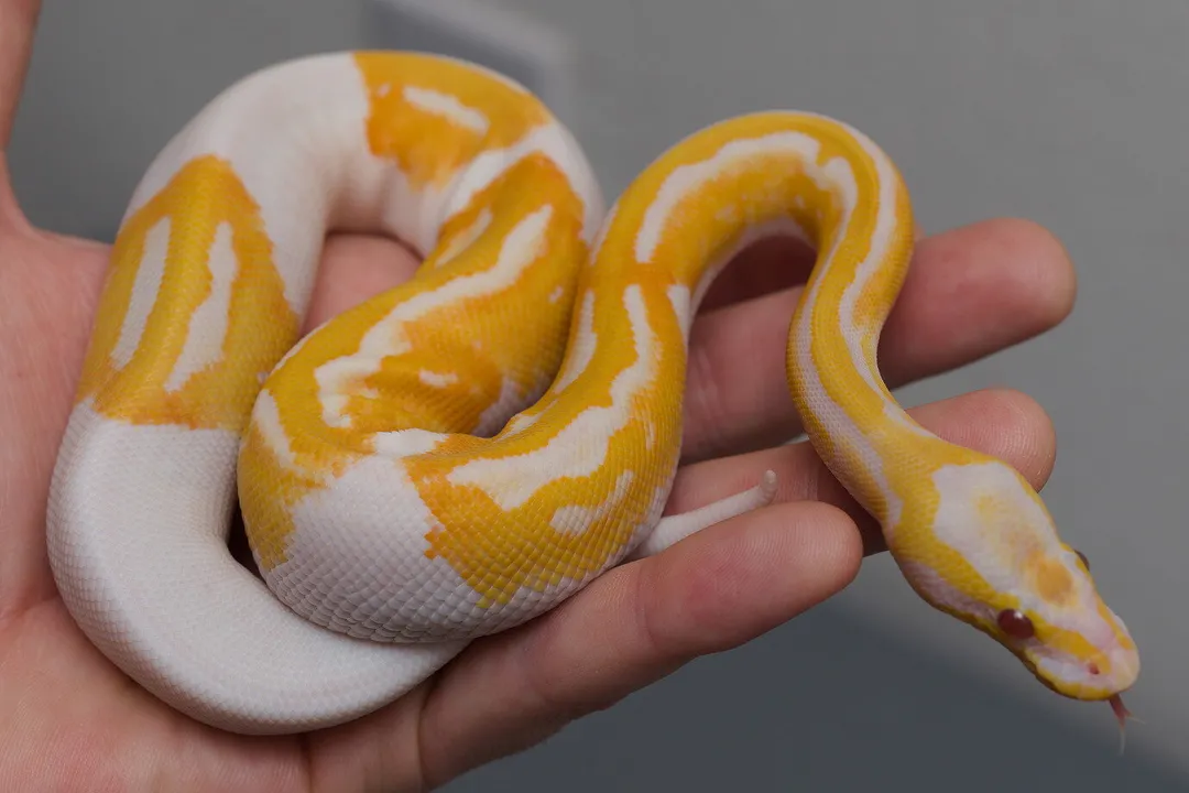 What is the most sought after ball python morph?