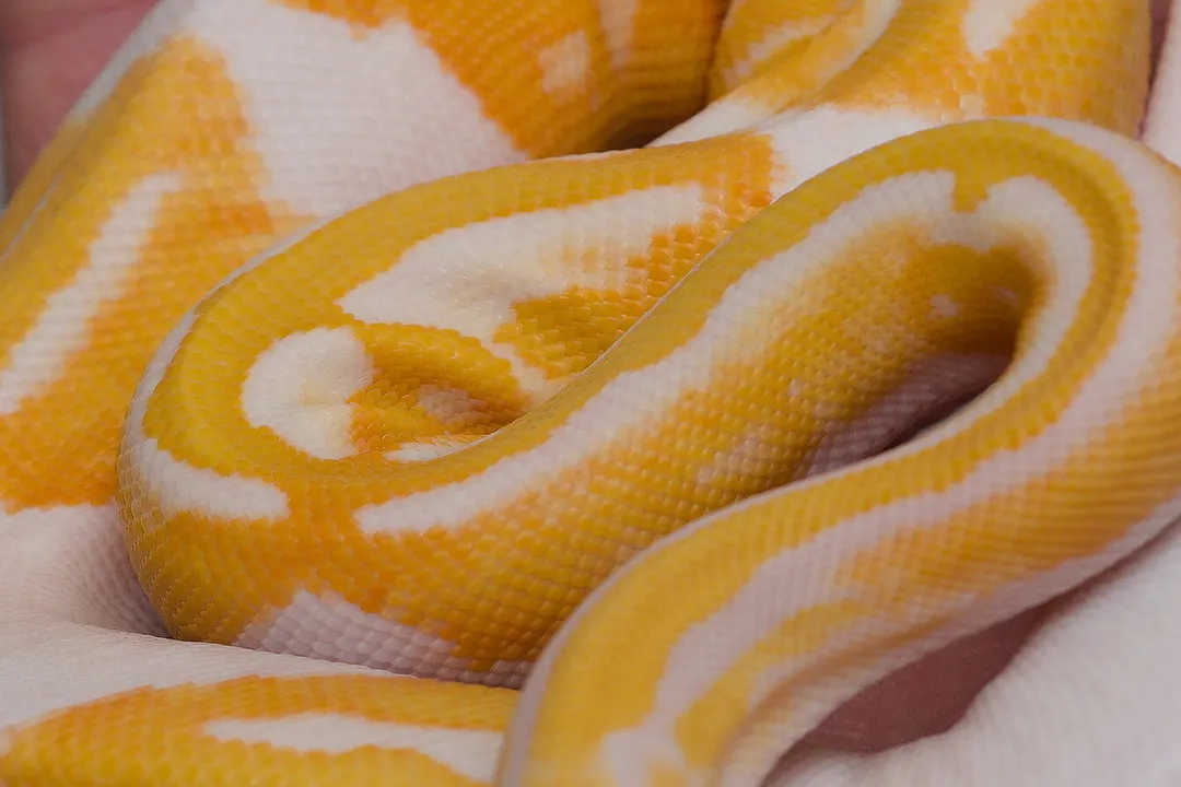 What is the most sought after ball python morph?, Practical Considerations for Keepers