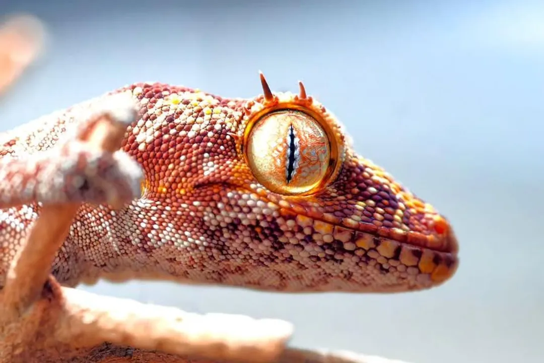 What is the most sought after ball python morph?, Defining Desire