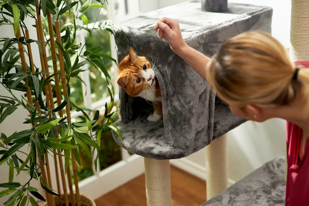 What is the most toxic flower for cats?, Other Notable Toxins