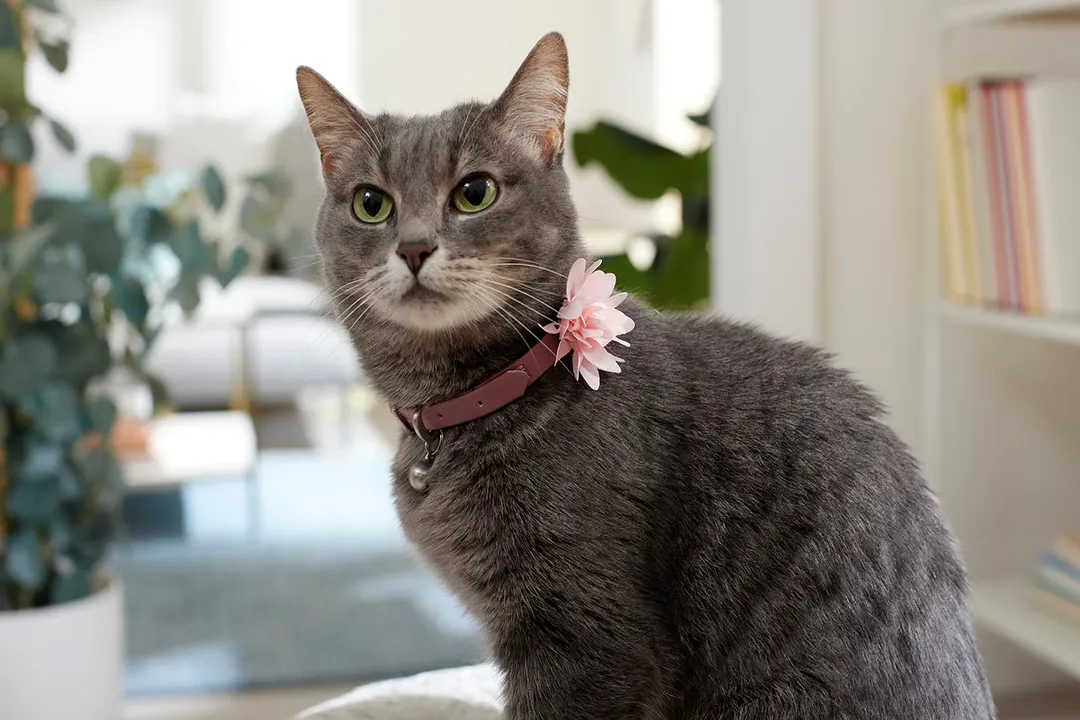 What is the most toxic flower for cats?, Bulb Dangers