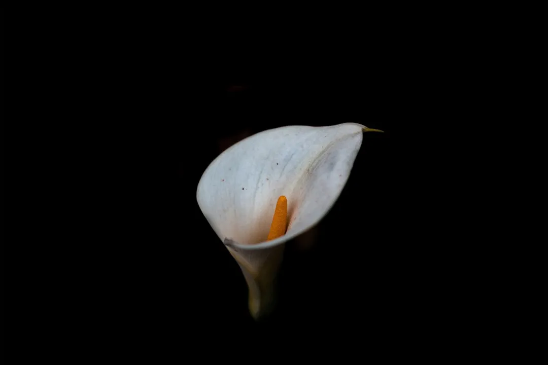 What is the most toxic flower for cats?, Actionable Steps