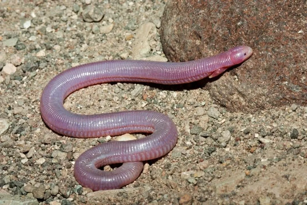 What is the myth about the Mexican mole lizard?