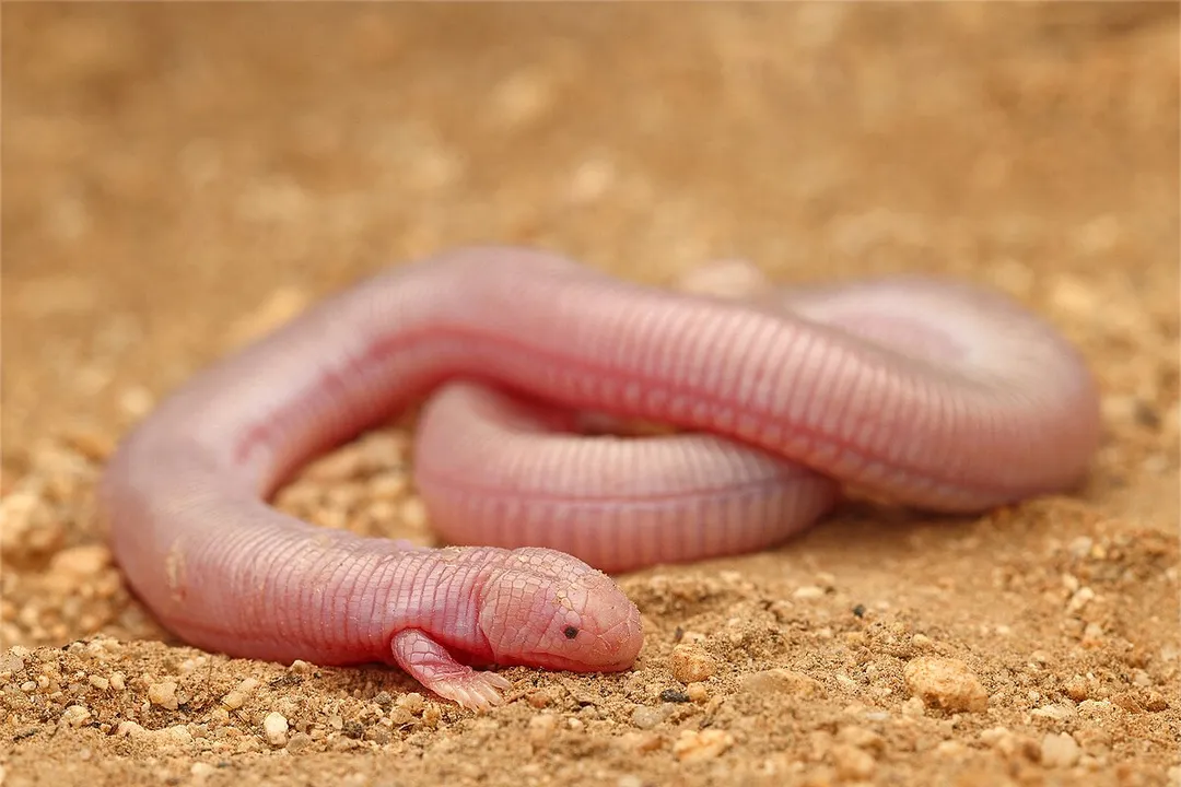 What is the myth about the Mexican mole lizard?