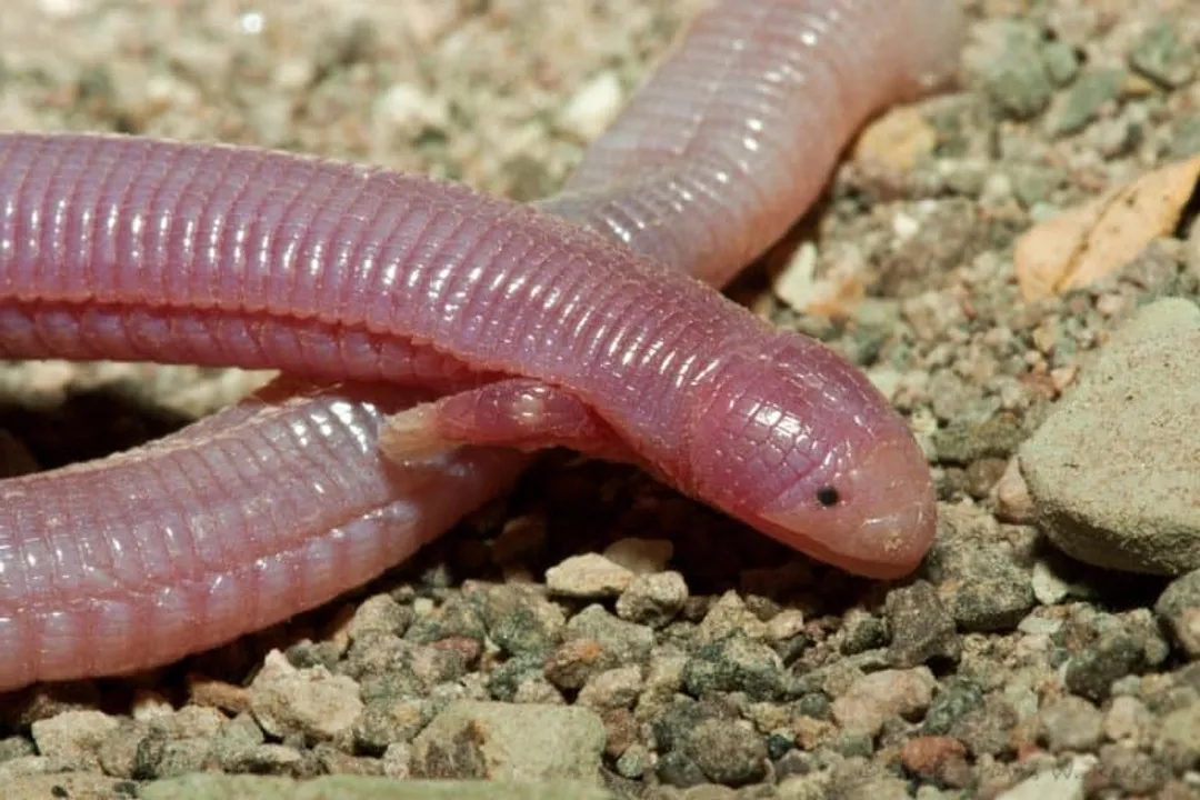 What is the myth about the Mexican mole lizard?