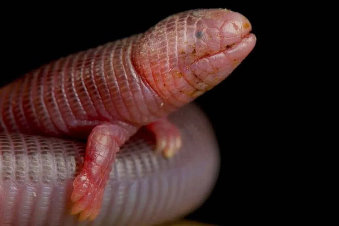 What is the myth about the Mexican mole lizard?