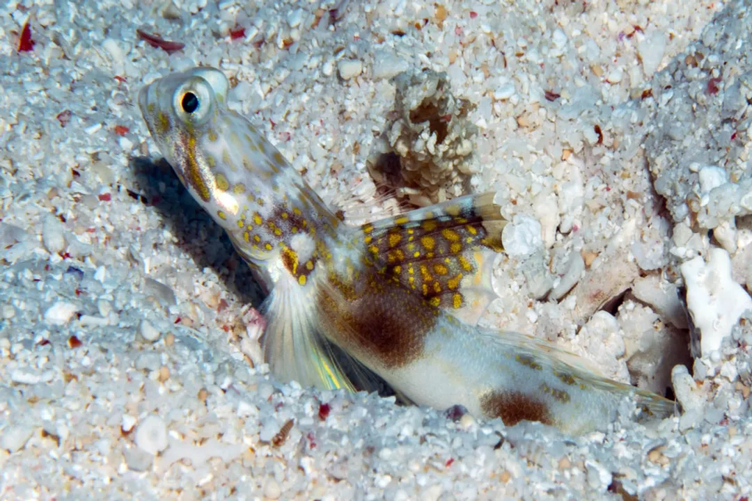 What is the new species of goby fish?, Scientific Tools for Separation