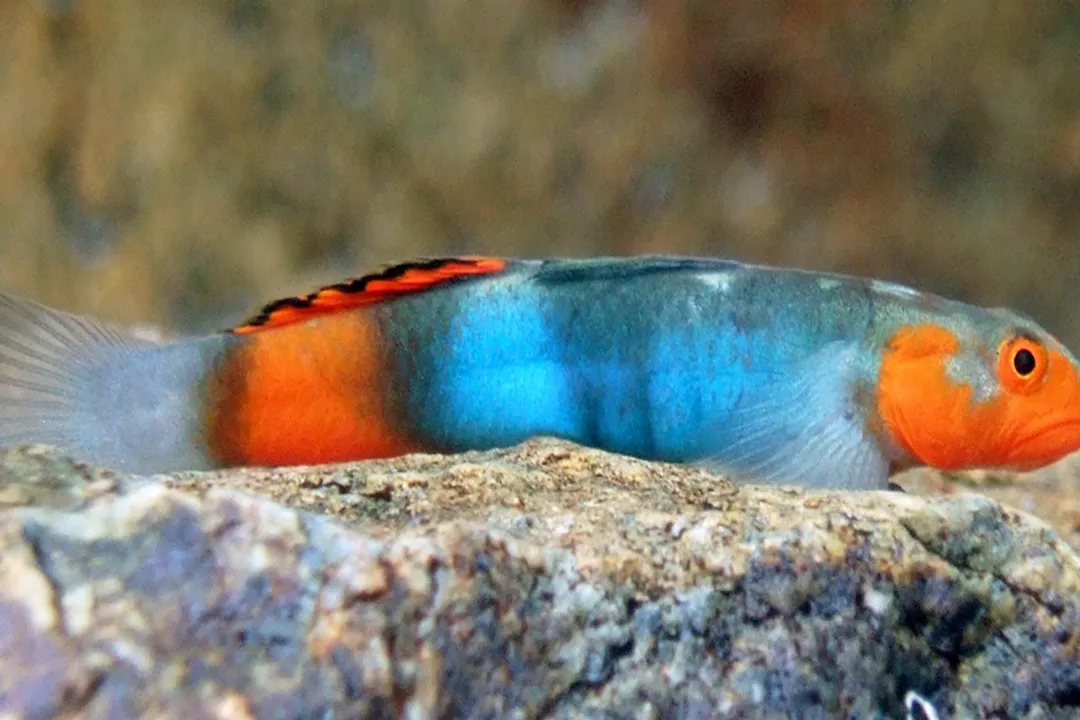 What is the new species of goby fish?, Freshwater Secrets Asia