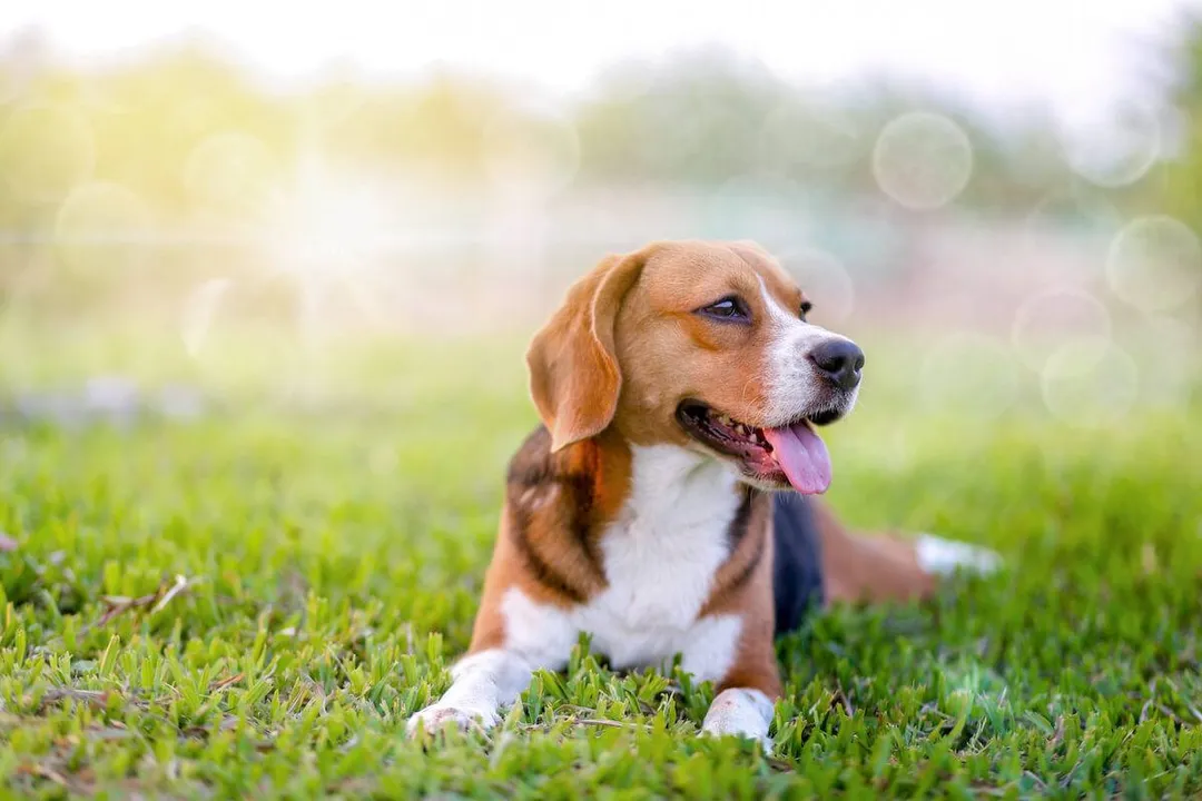 What is the number one cause of death in Beagles?