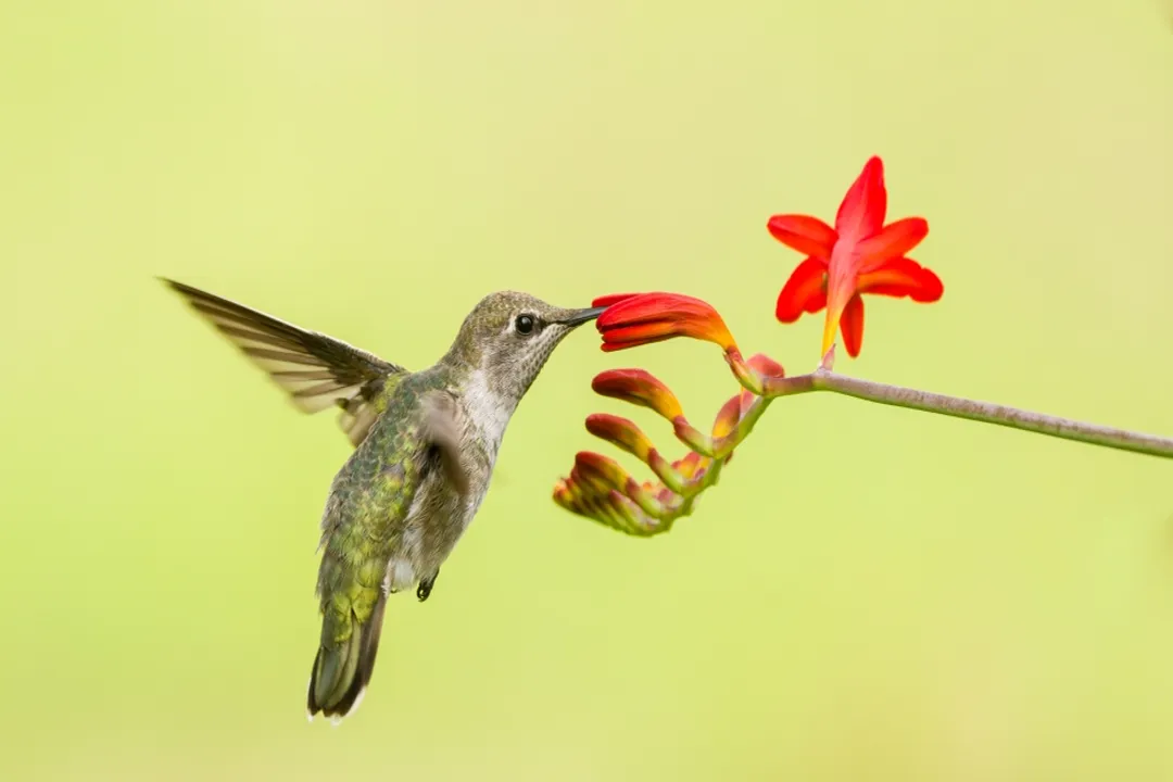 What is the only state with no species of hummingbirds?, North American Species