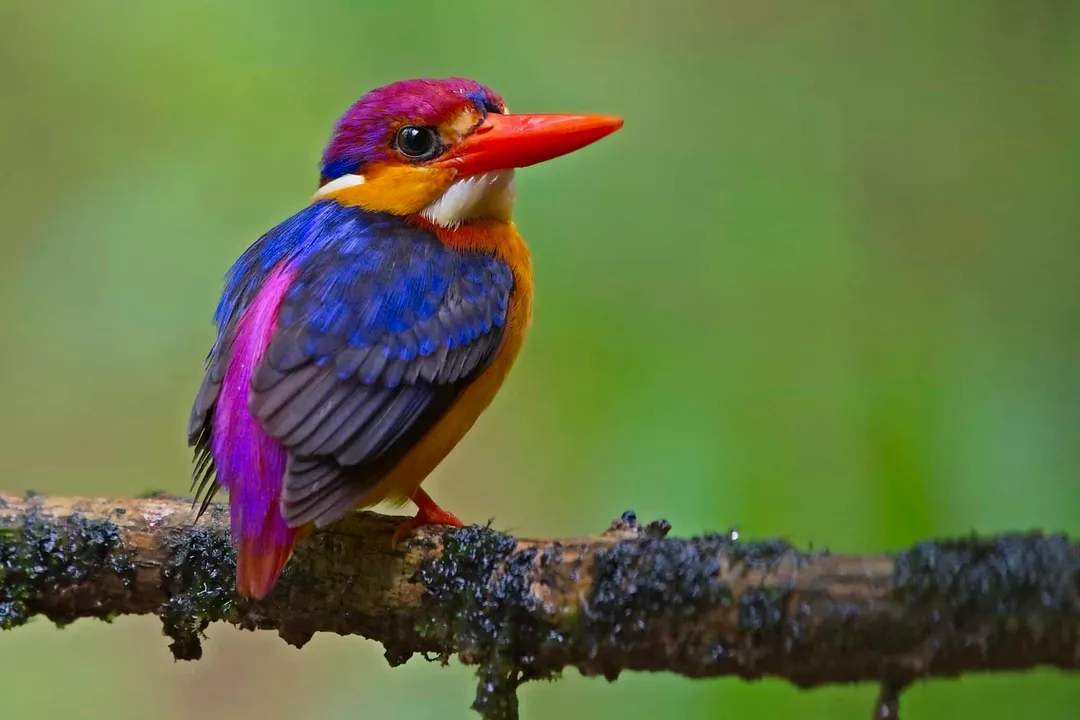 What is the Oriental Dwarf Kingfisher habitat?, Vegetation Cover