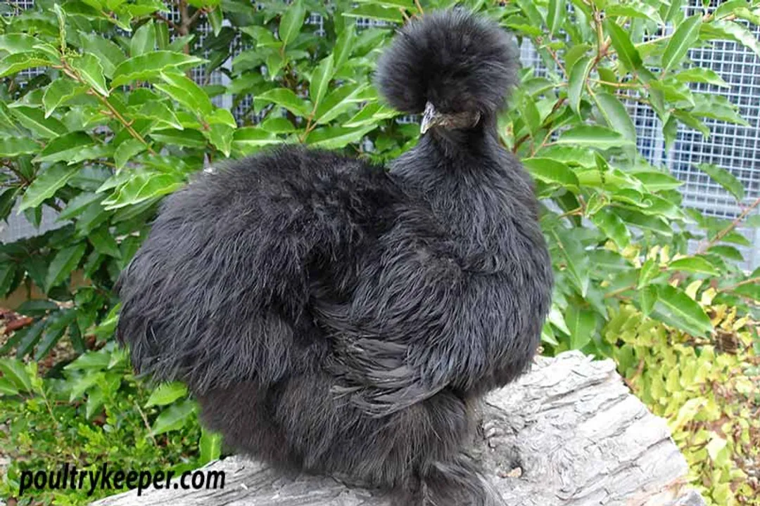 What is the origin of a Silkie chicken?, Genetic Uniqueness