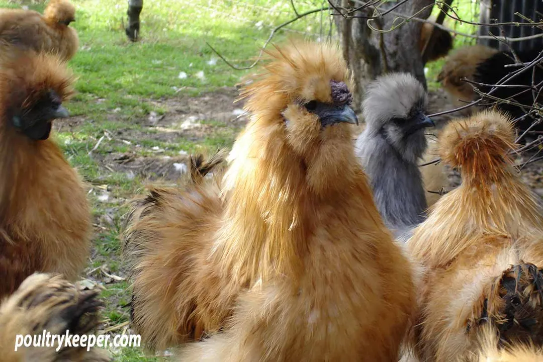 What is the origin of a Silkie chicken?, Ancient Beginnings