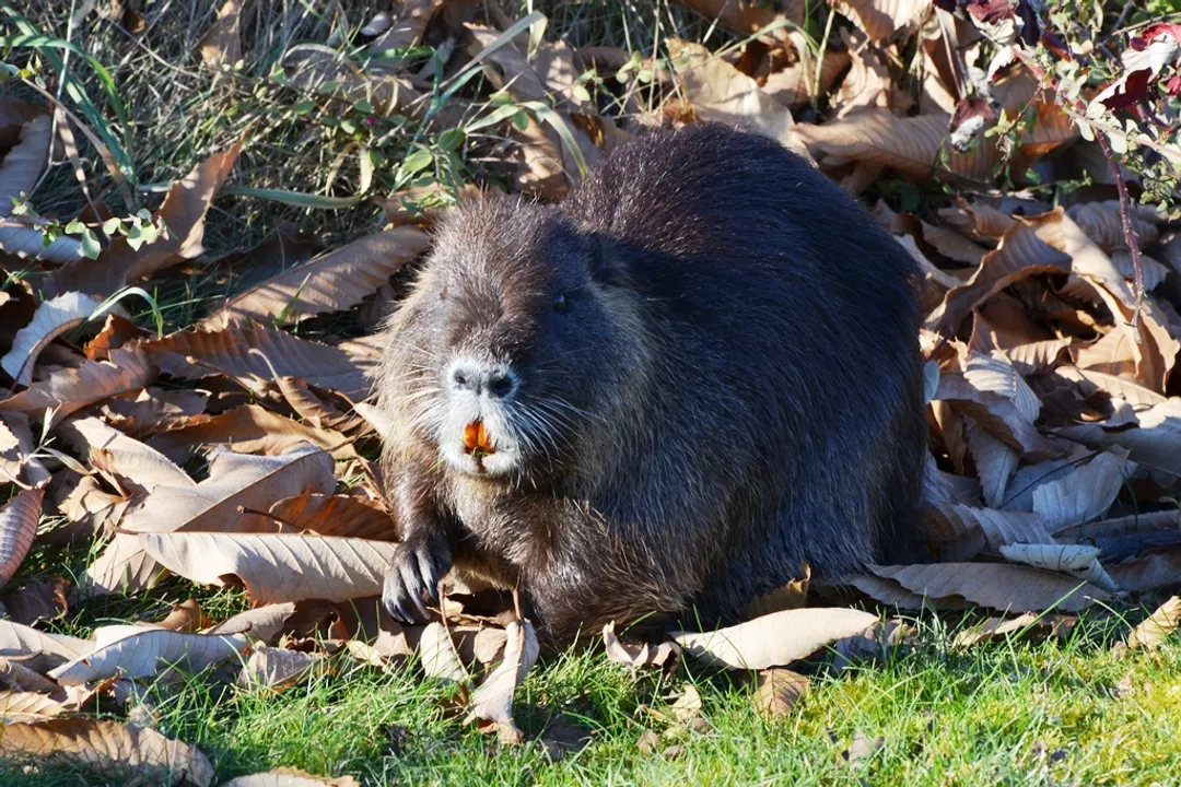 What is the origin of nutria?, First U.S. Farms
