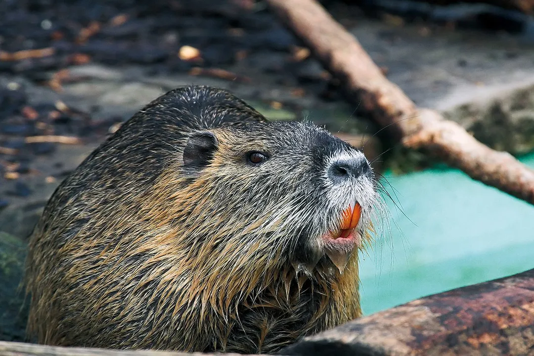 What is the origin of nutria?, Fur Trade Driver