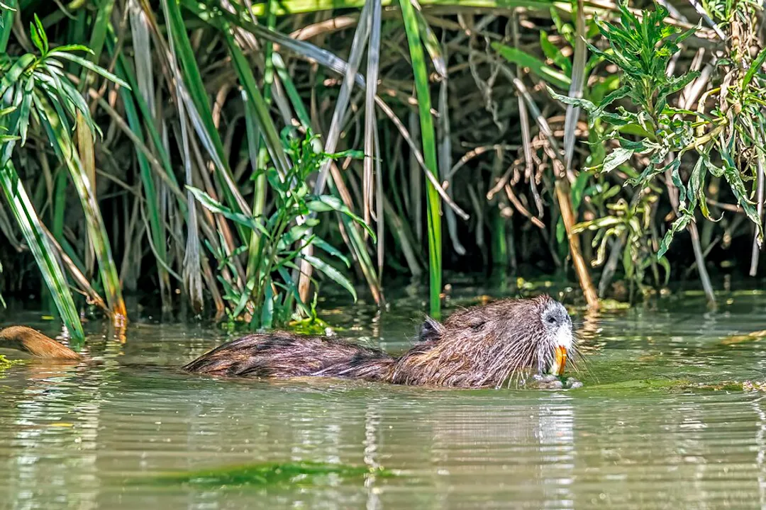 What is the origin of nutria?