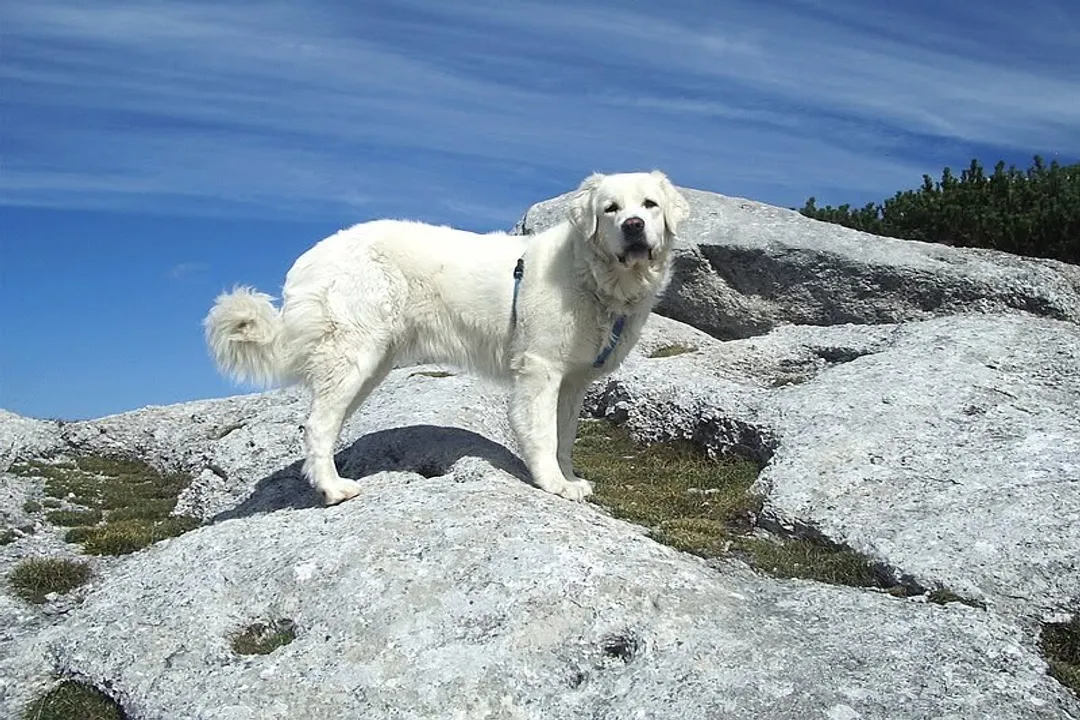 What is the origin of Tatra Shepherds?, Mountain Roots
