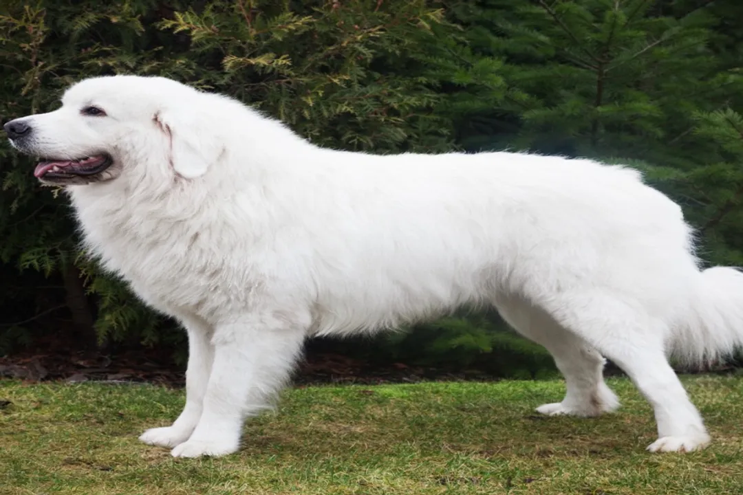 What is the origin of Tatra Shepherds?, Guarding Duty