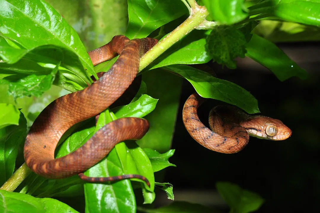 What is the origin of the brown tree snake?