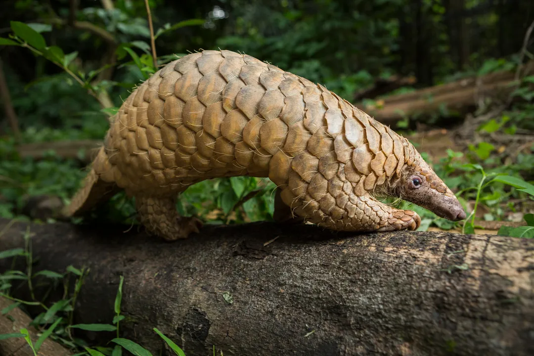 What is the origin of the pangolin?