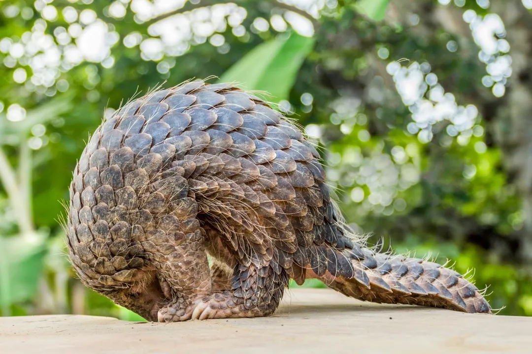 What is the origin of the pangolin?, Evolutionary Roots