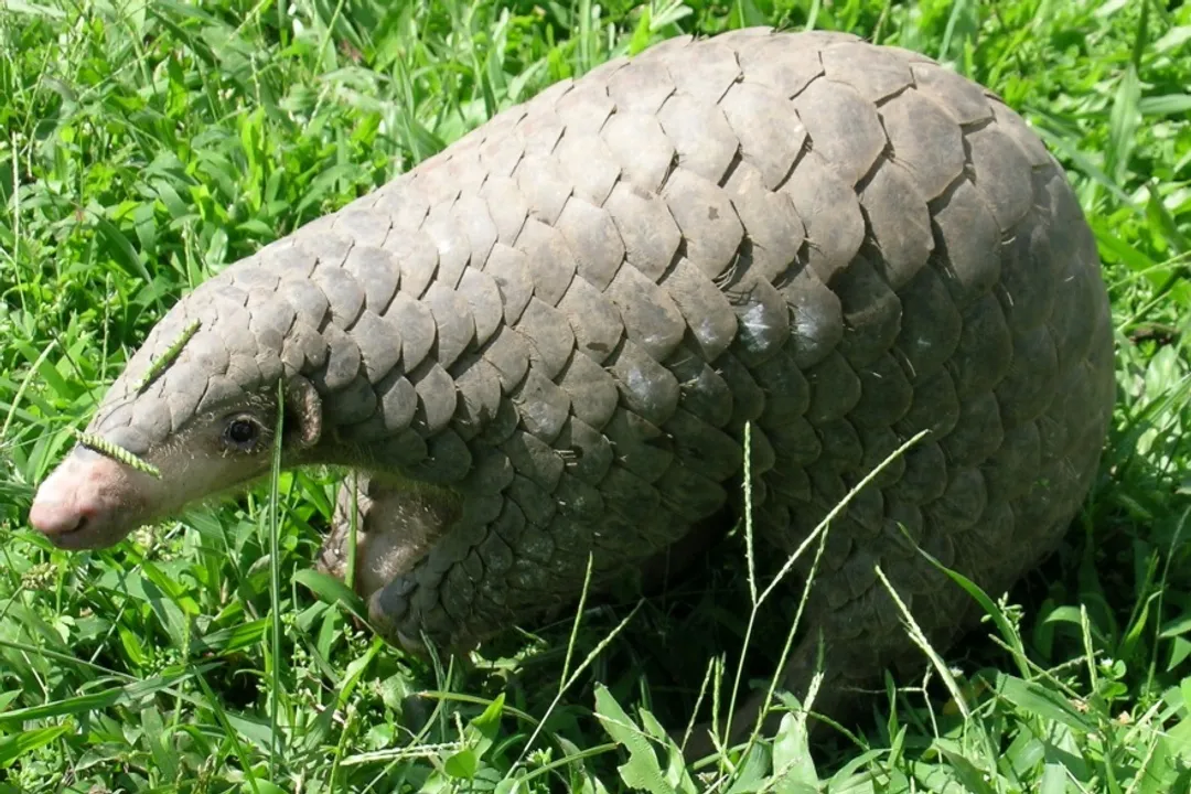 What is the origin of the pangolin?, Mammal Order