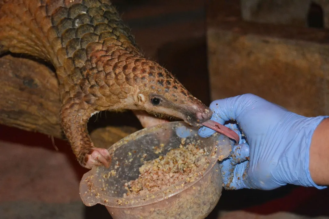What is the origin of the pangolin?, Eight Species